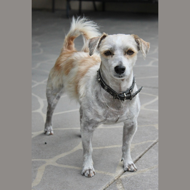 Photo of Scrappy
