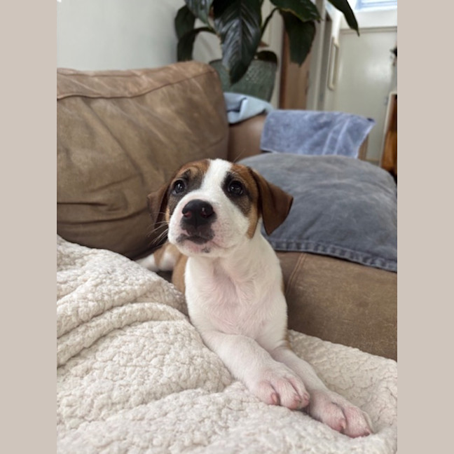 Photo of Remi   8 Week Old Cattle Dog X Staffy