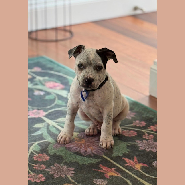Photo of Charlie   10 Week Old Cattle Dog X