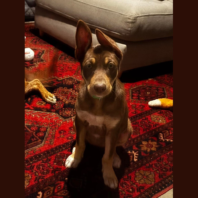 Photo of Phoebe