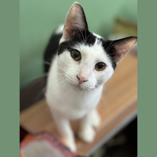 Photo of Gizmo   1 Year Old Domestic Short Hair (On Trial)