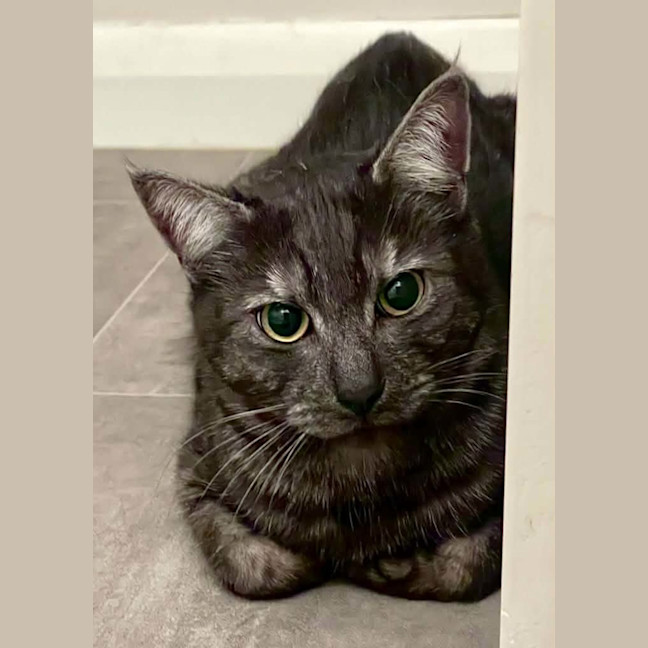 Photo of Prince* 9 Lives Project Rescue*