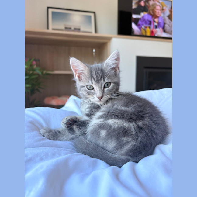 Photo of Milkshake & Matcha