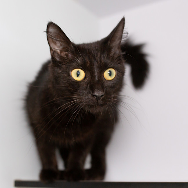 Photo of Nyx