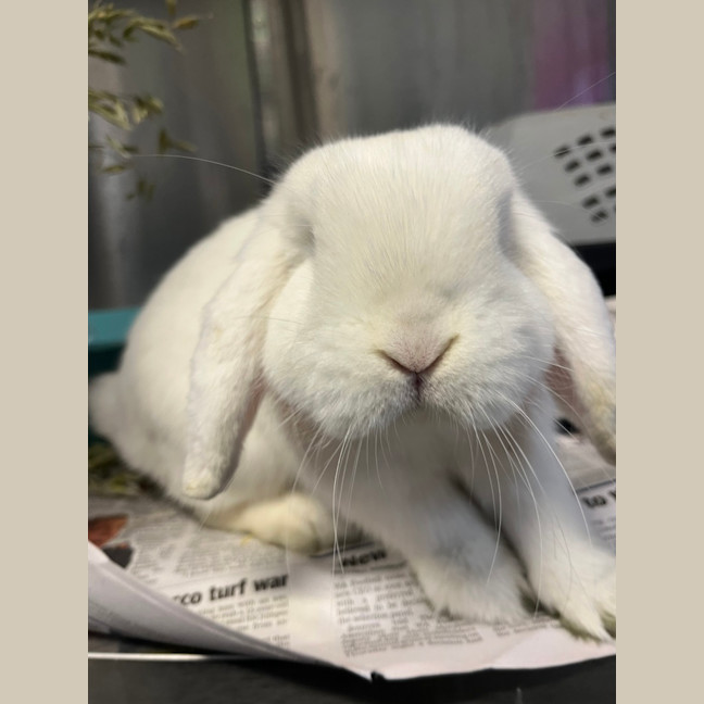 Photo of Diggersby