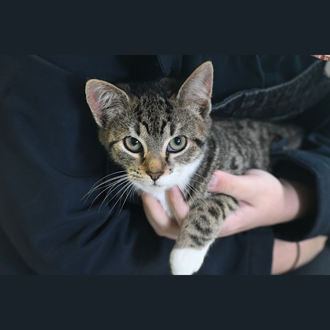 Photo of Indie