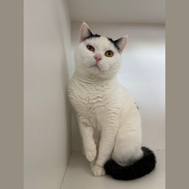 Photo of Mochi