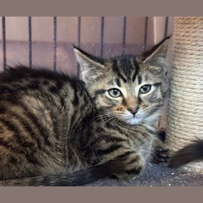 Photo of Bramble