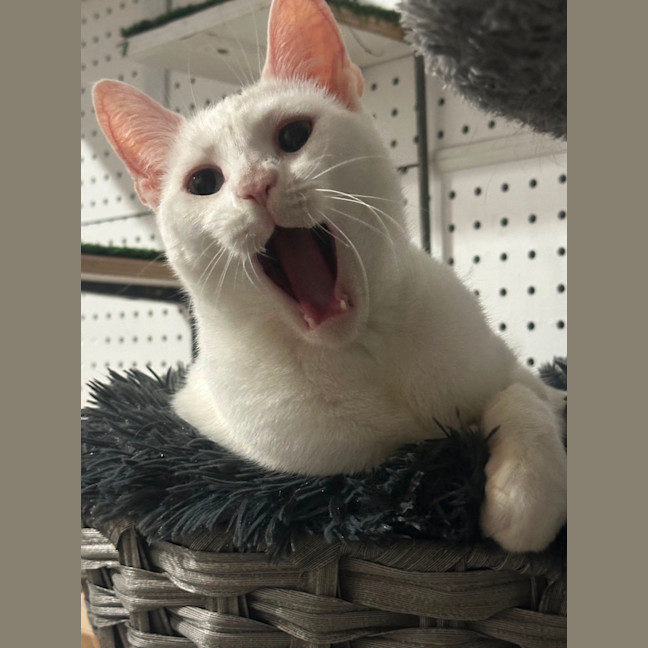 Photo of Duchess 👑😻⭐️