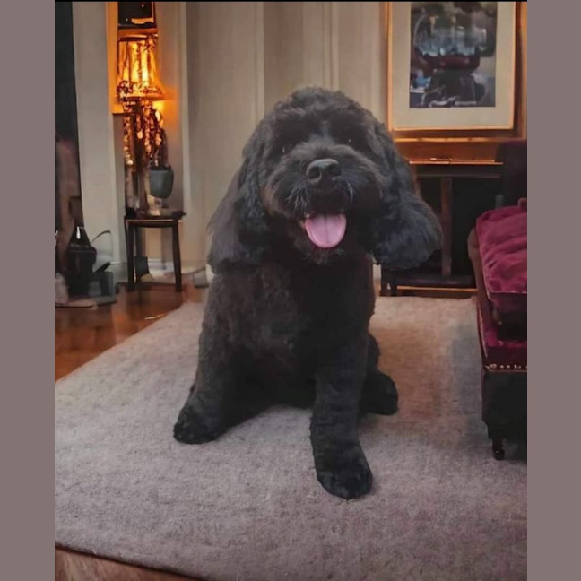 Photo of Teddy