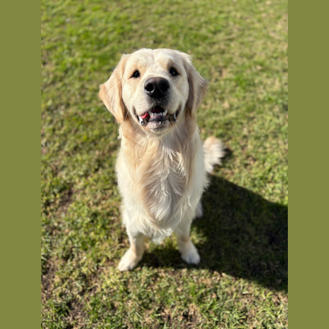 Photo of Sunny Boy 