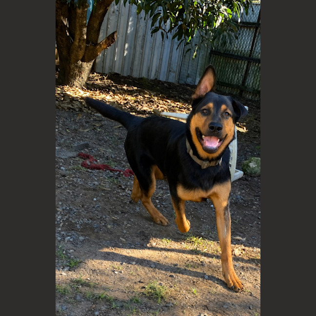 Photo of Bundee