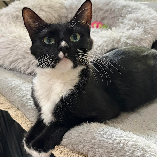 Photo of Whiskers