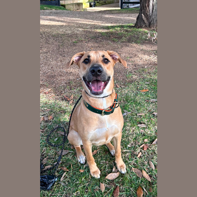 Photo of Ducky   Assisted Rehome