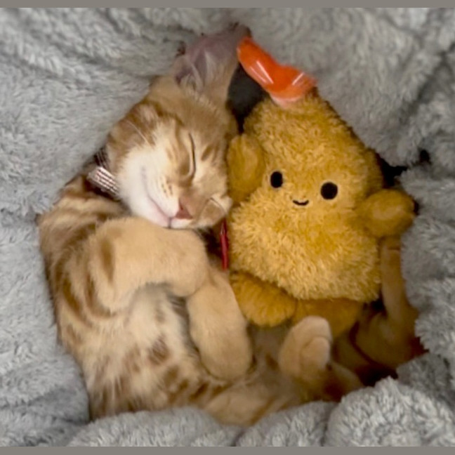 Photo of Mango Kitten