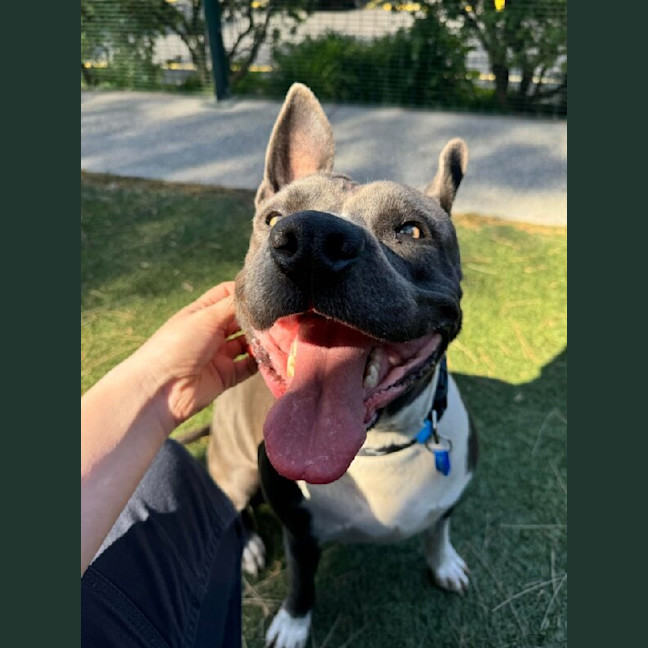 Photo of Tillie