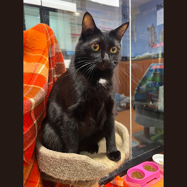 Photo of Soot