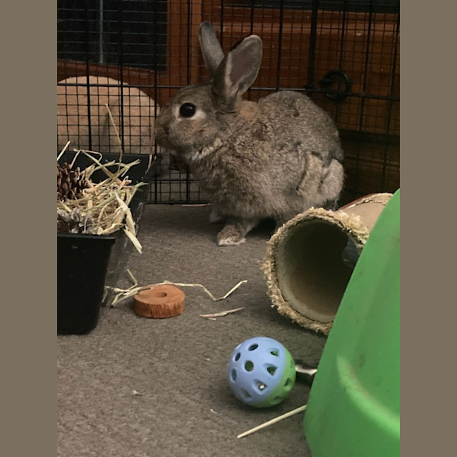 Photo of Zestful Wildy 