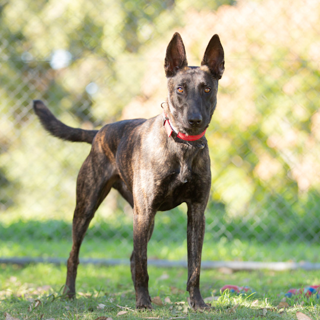 Photo of Koda