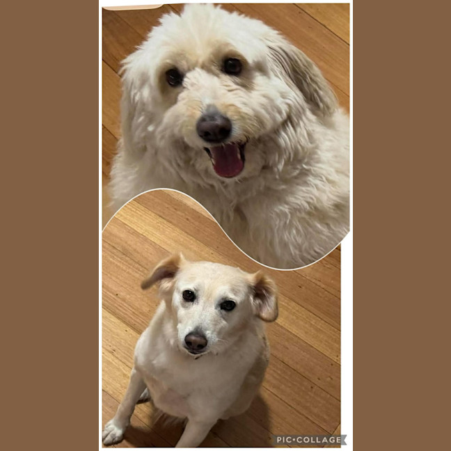 Photo of Lulu And Molly 