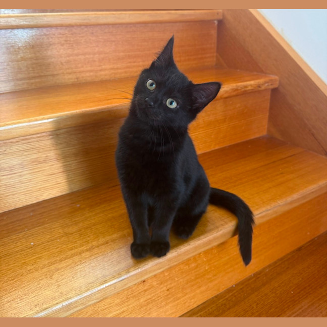 Photo of Arlo