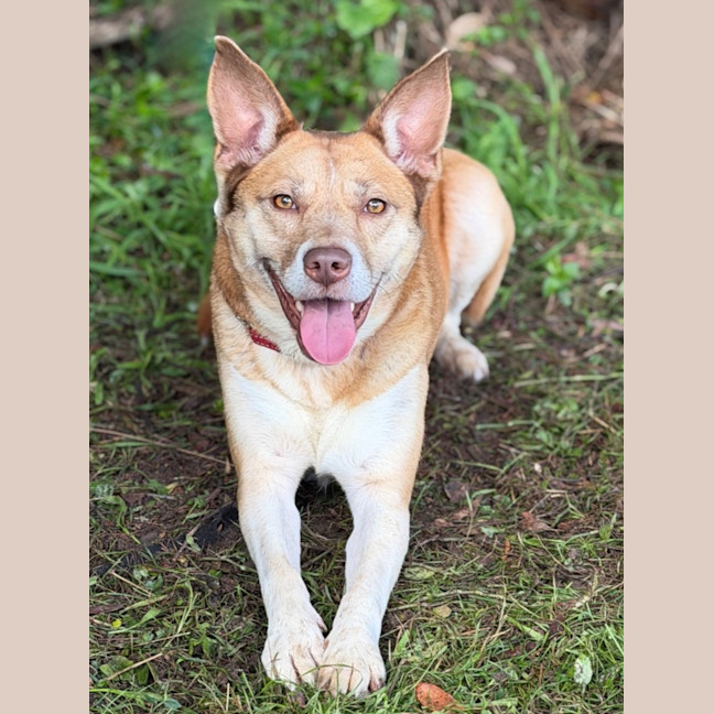 Photo of Chilli
