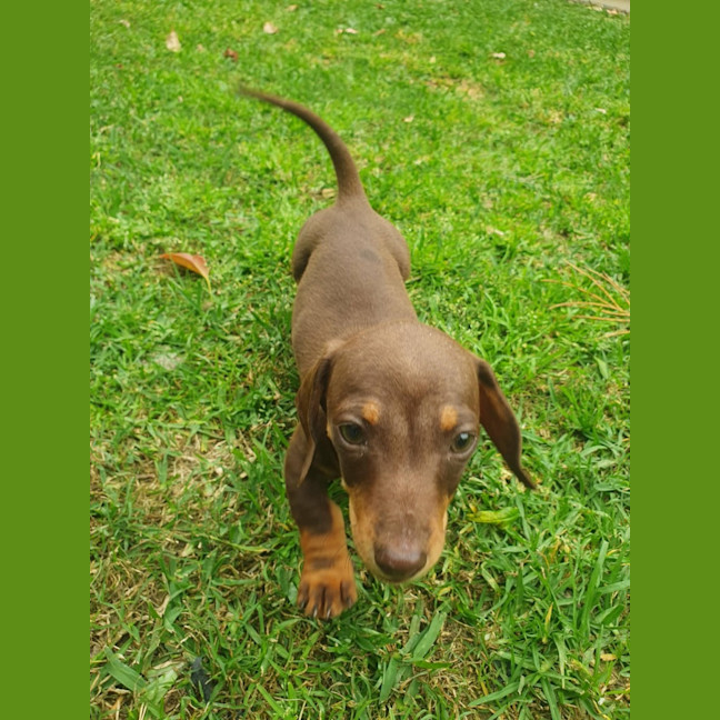 Photo of Tater Tot (Winston)