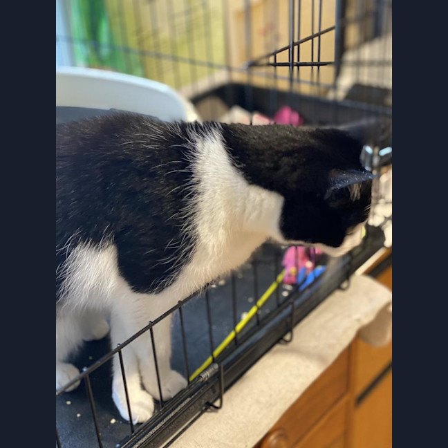 Photo of Loki Sweetness