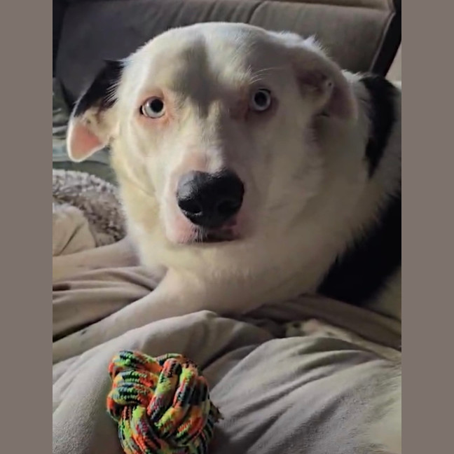 Photo of Malakai   4 Year Old Border Collie X Aus Shepherd