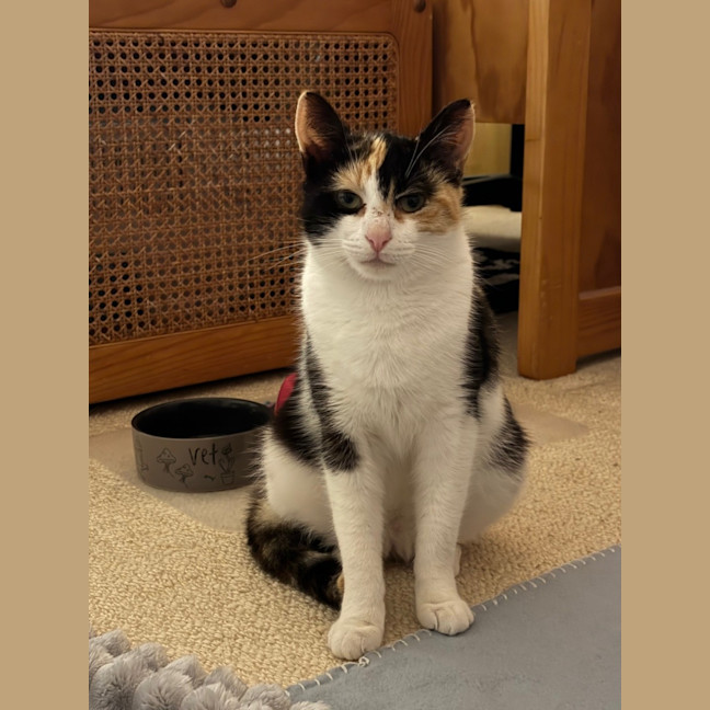 Photo of Uno