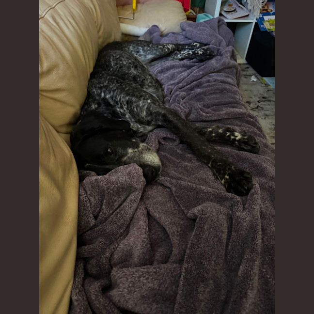 Photo of Koda