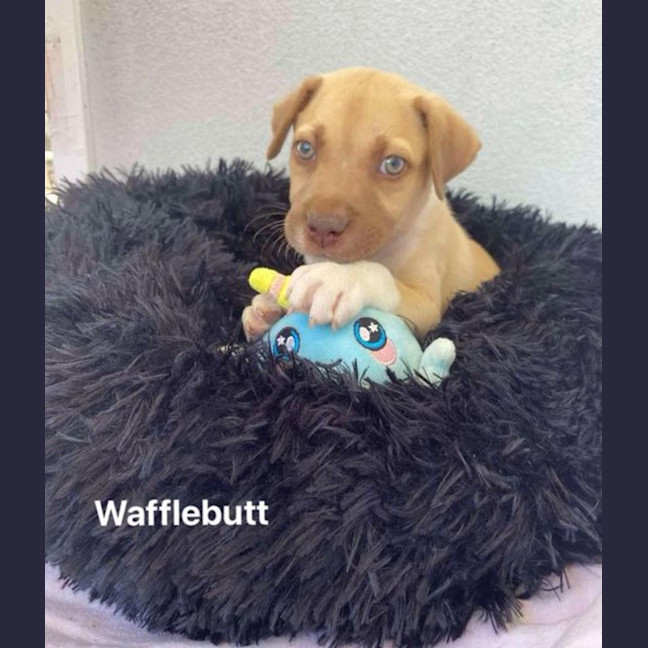 Photo of Wafflebutt