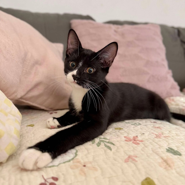 Photo of Chilli   Located In Croydon