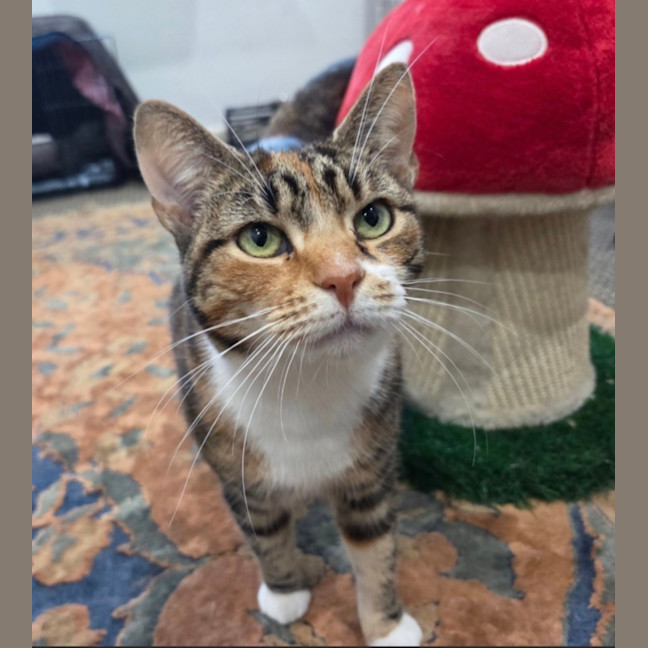 Photo of Syrup   6 Year Old Domestic Short Hair