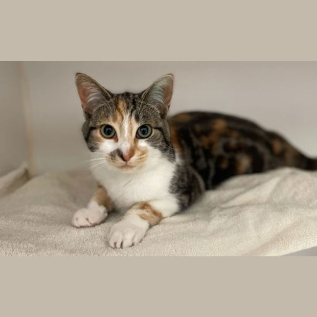 Photo of Twix