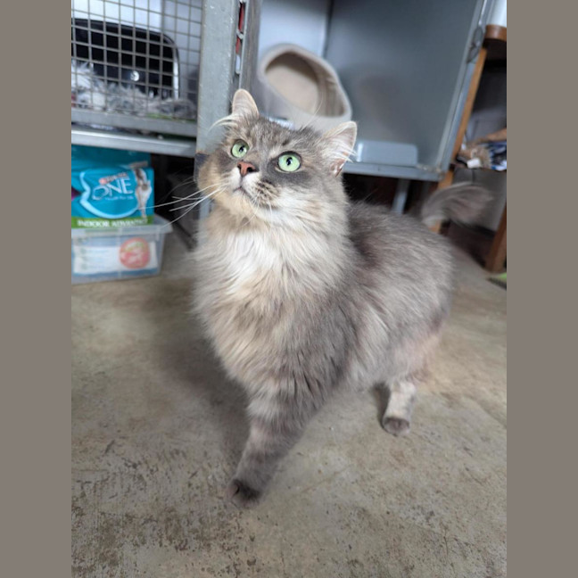 Photo of Nibbles