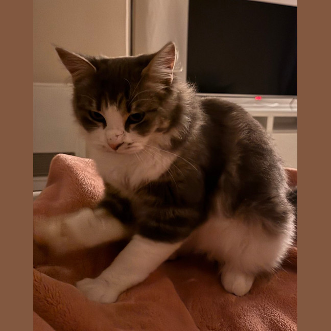 Photo of Mochi & Duman