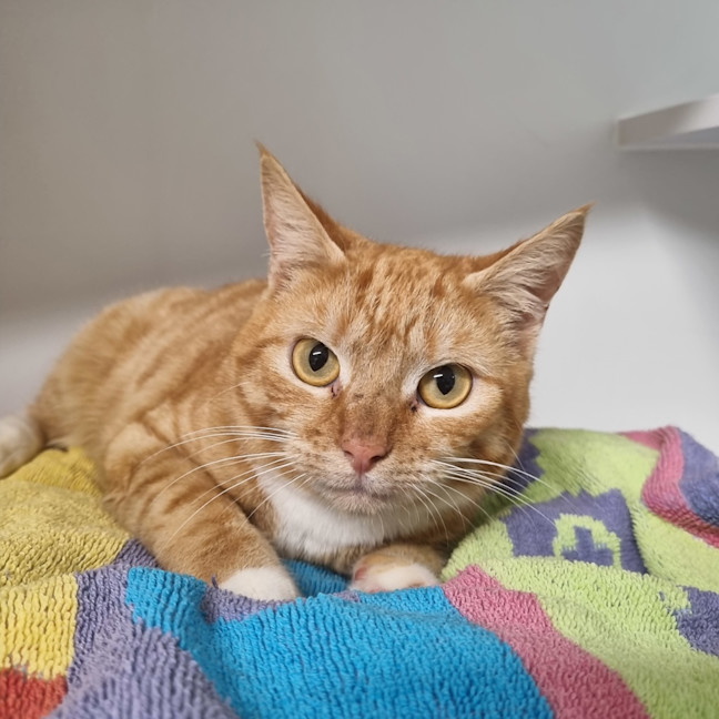 Photo of Marmalade