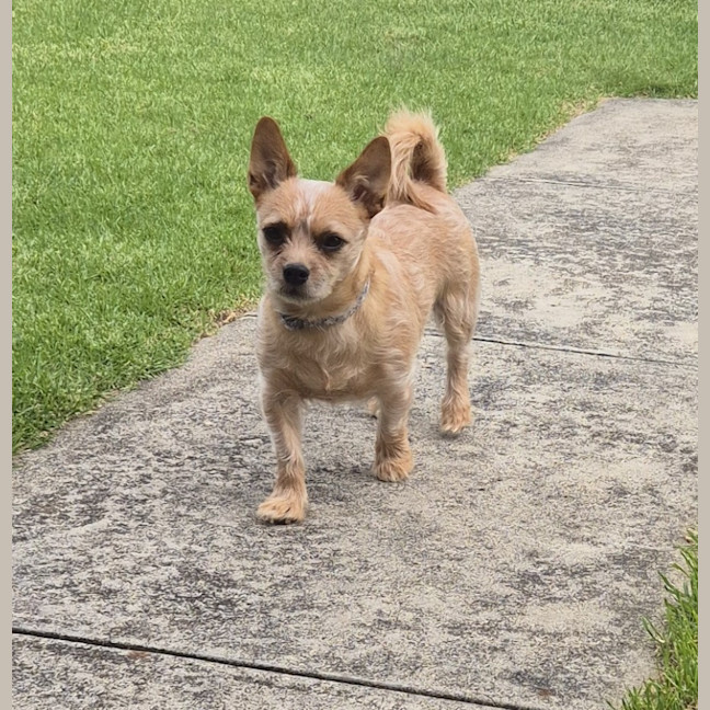 Photo of Louie (68343)