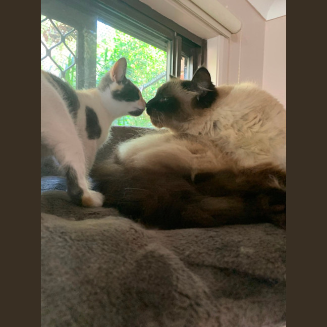 Photo of Chanel ❤️🎁❤️😽