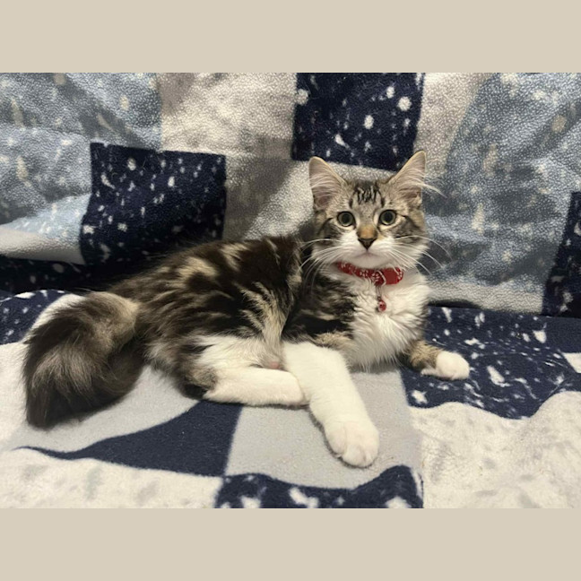 Photo of Gadget   Located In Pakenham