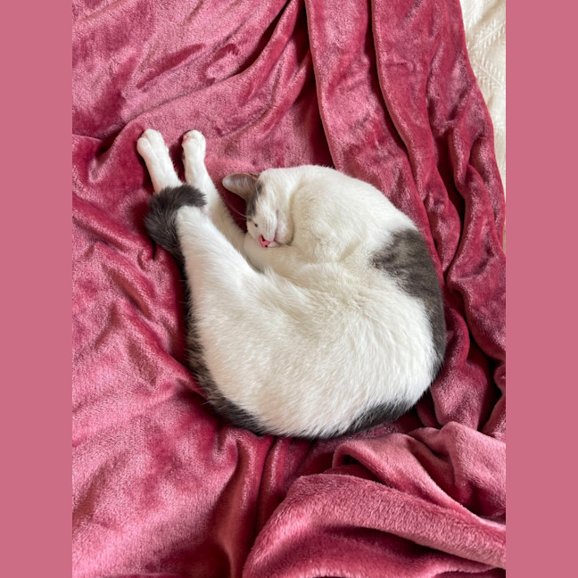 Photo of Toulouse