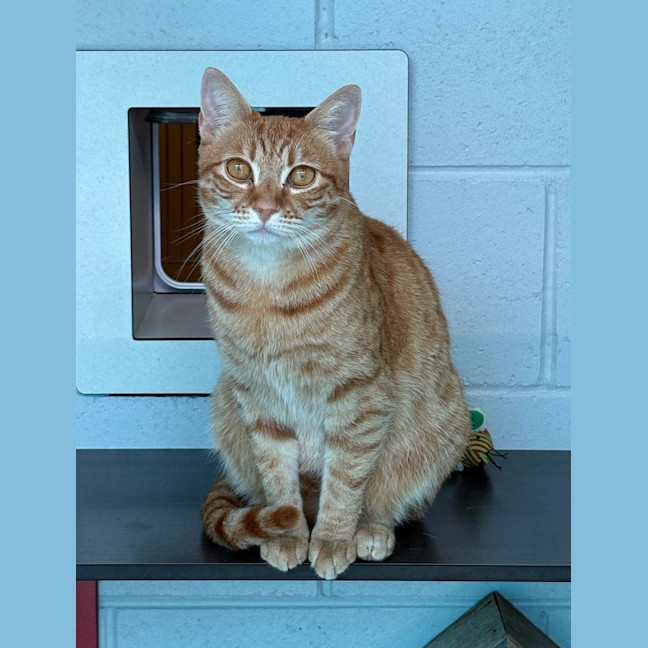 Photo of Pumpkin