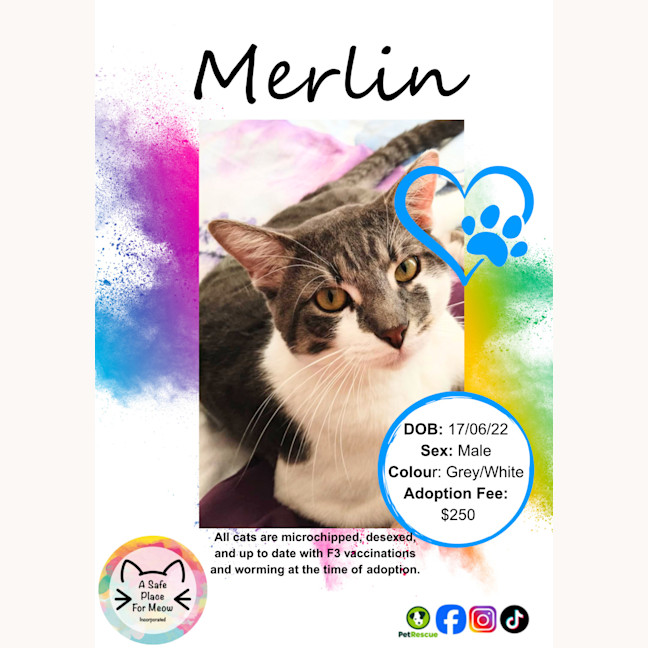 Photo of Merlin