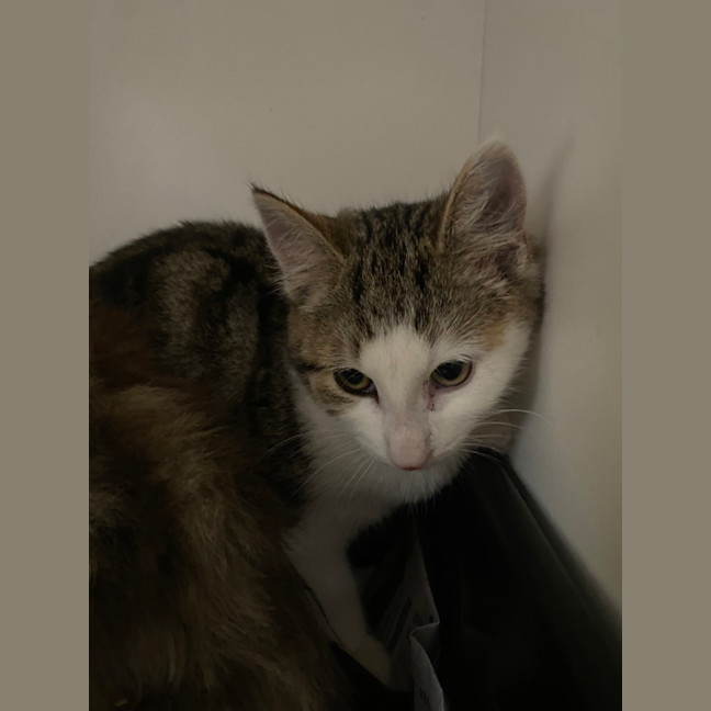 Photo of Hazel 
