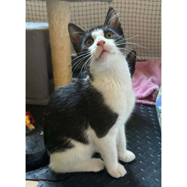 Photo of 12820   Toby