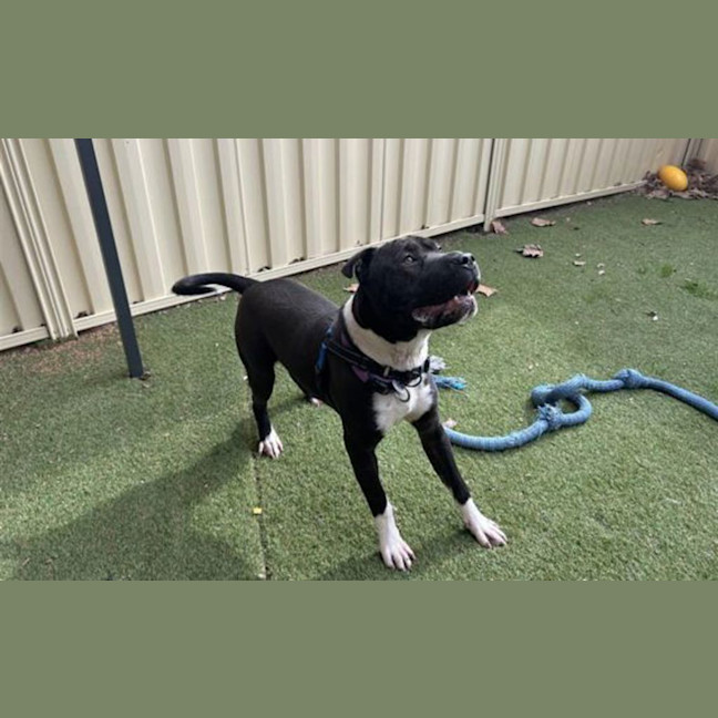 Photo of Percy