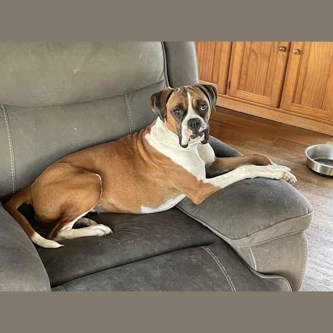 Photo of Rosie & Zeus