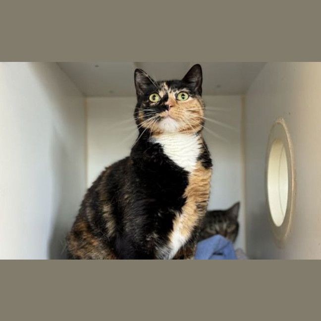 Photo of Pumpkin