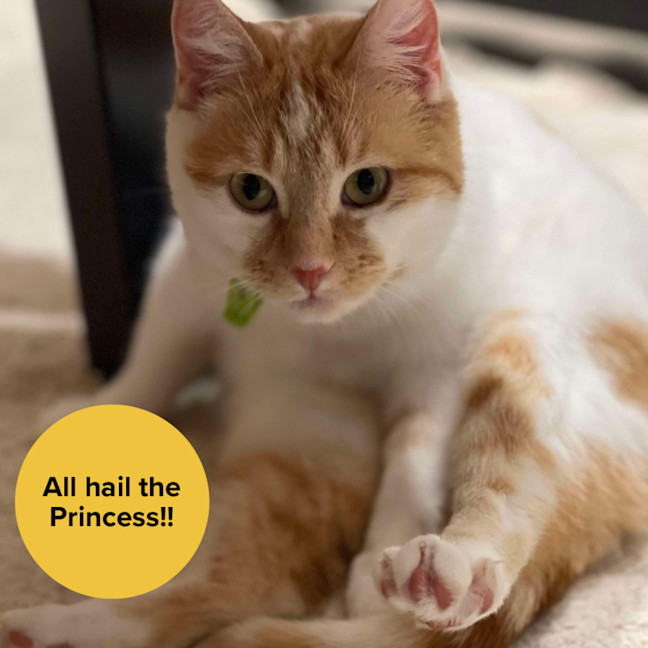 Photo of 👑Princess Gigi Von Tofu